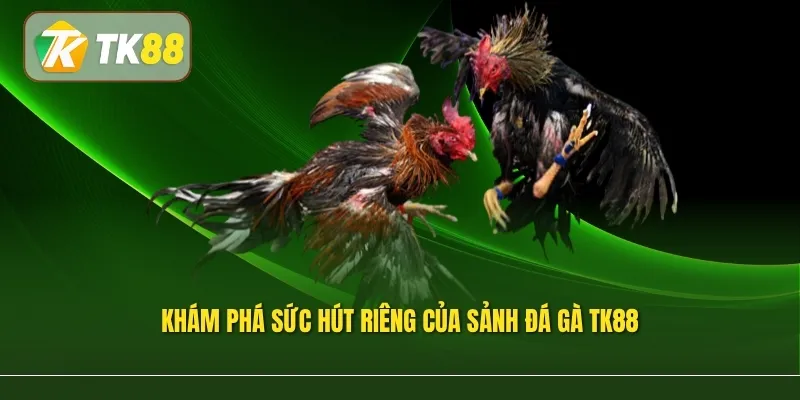 Khám phá sức hút riêng của sảnh Đá gà TK88